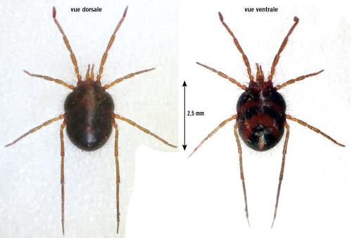 Réf. 280 971 : Erythraeus sp.